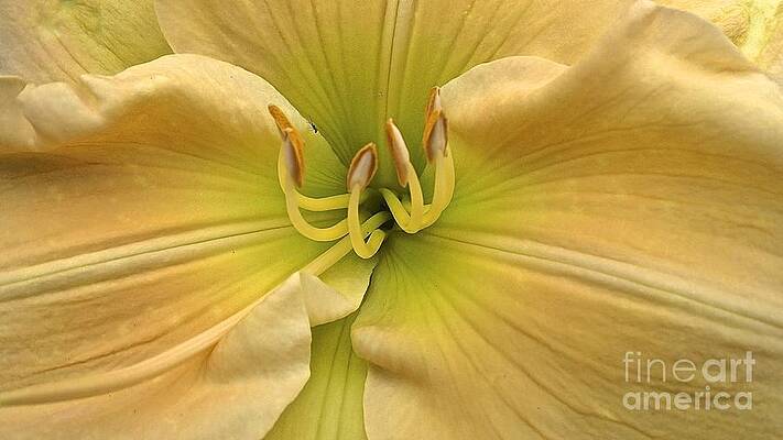 My View Day Lily by Cheryl Cutler My View Day Lily by Cheryl Cutler