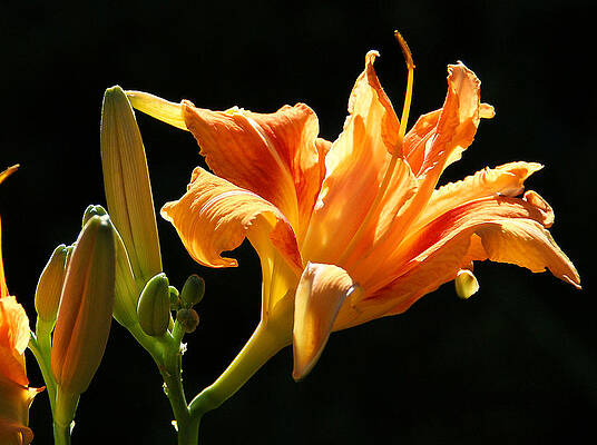Daylily by CHAUNCY HOLMES Daylily by CHAUNCY HOLMES