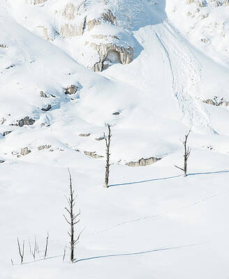 Wall Art - Photograph - Dead Trees And Fresh Avalanche by Josh Miller