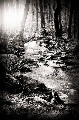 Deep Forrest Stream by David Swift