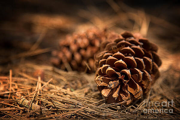 Wall Art - Photograph - Deep in the forest by Jane Rix