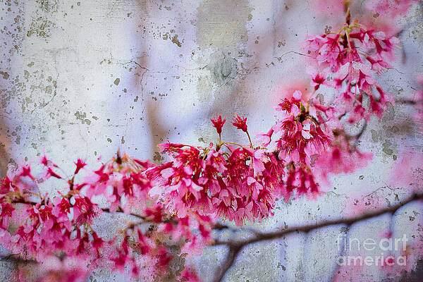 Wall Art - Photograph - Deep Pink Flowers with Grey Concrete Texture Background by Beverly Claire Kaiya
