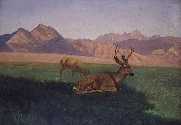 Deer Print by Albert Bierstadt