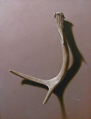 Deer Antler by Timothy Jones Deer Antler by Timothy Jones
