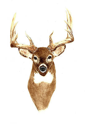 Wall Art - Painting - Deer - Front View by Michael Vigliotti