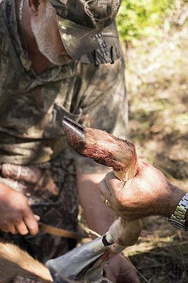 Wall Art - Photograph - Deer Hunter Skinning Deer by Terry Schmidbauer