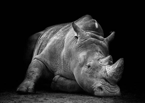Resting Rhinoceros in Black and White Print