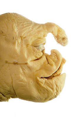 Cyclops Photograph - Deformed Piglet by Science Photo Library
