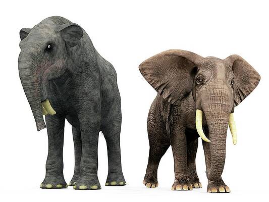 Wall Art - Photograph - Deinotherium And Elephant Compared by Science Photo Library