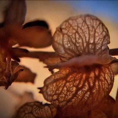 Wall Art - Photograph - Delicate --- Check Out More Of My by Mark David Gerson