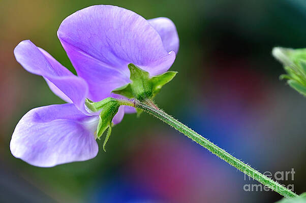 Wall Art - Photograph - Delicate Simplicity by Kaye Menner