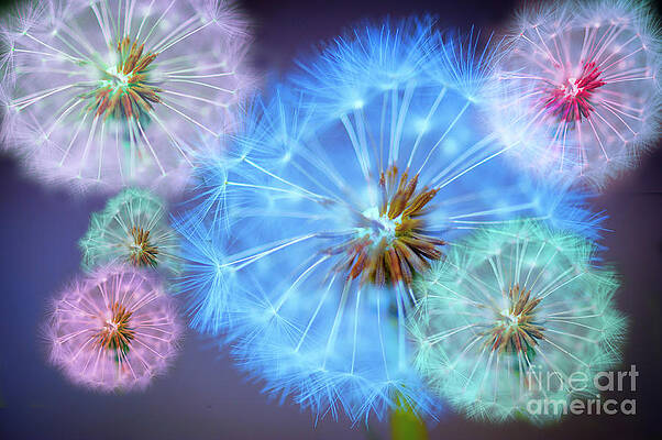 Delightful Dandelions by Donald Davis Delightful Dandelions by Donald Davis