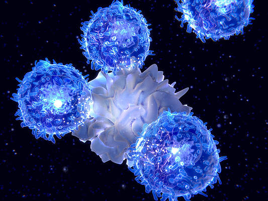 Wall Art - Photograph - Dendritic Cell  Presenting An Antigen by Juan Gaertner