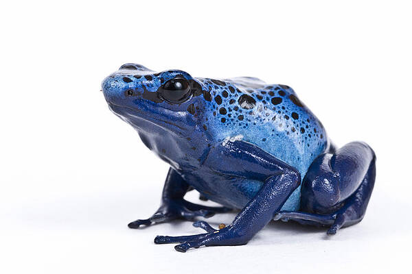 Wall Art - Photograph - Dendrobates Azureus by David Kenny