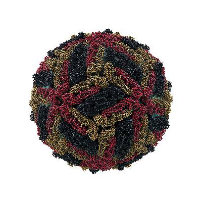 Wall Art - Photograph - Dengue Virus Particle by Science Photo Library