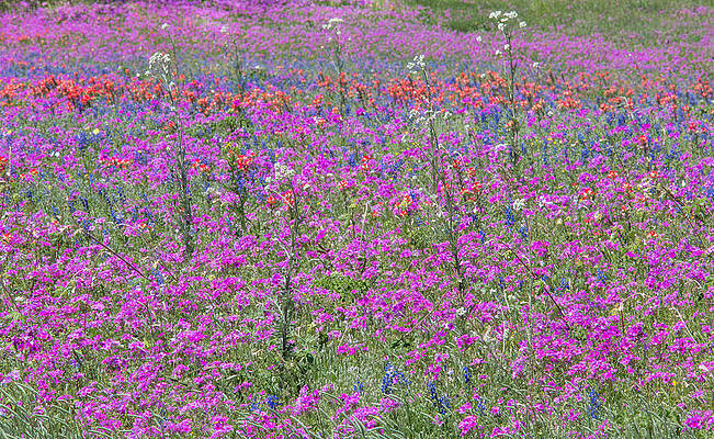 Dense Phlox and Other Wildflowers by Steven Schwartzman Dense Phlox and Other Wildflowers by Steven Schwartzman