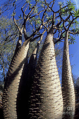 Wall Art - Photograph - Desert-adapted Tree In Madagascar by Greg Dimijian
