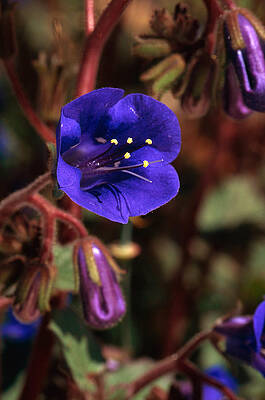 Wall Art - Photograph - Desert Bells by Craig K. Lorenz