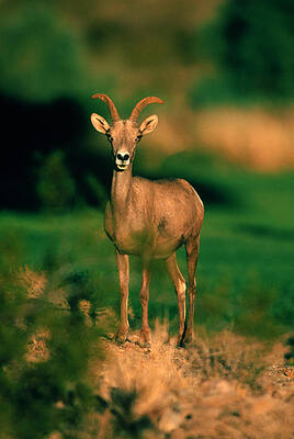 Wall Art - Photograph - Desert Bighorn Sheep Ewe by Craig K. Lorenz