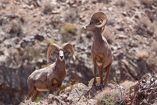 Wall Art - Photograph - Desert Bighorn Sheep Rams by Craig K. Lorenz