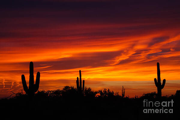 Desert Sunset by Nicholas Pappagallo Jr Desert Sunset by Nicholas Pappagallo Jr