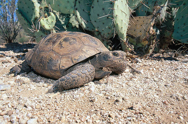 Wall Art - Photograph - Desert Tortoise, Arizona by Craig K. Lorenz