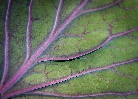Wall Art - Photograph - Design in a Cabbage Leaf by Jean Noren