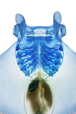 Wall Art - Photograph - Devil Ray by Adam Summers