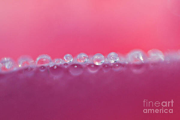 Dew by Dan Radi