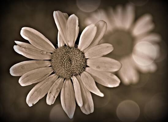 Dew Drop Daisy by Jessica Grandall
