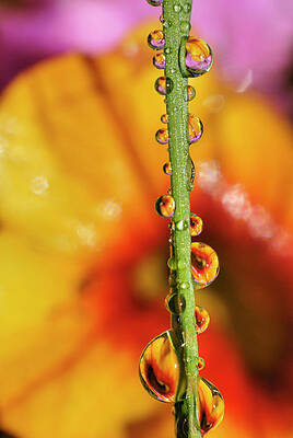 Wall Art - Photograph - Dew Droplet Fractals by Arthur Fix