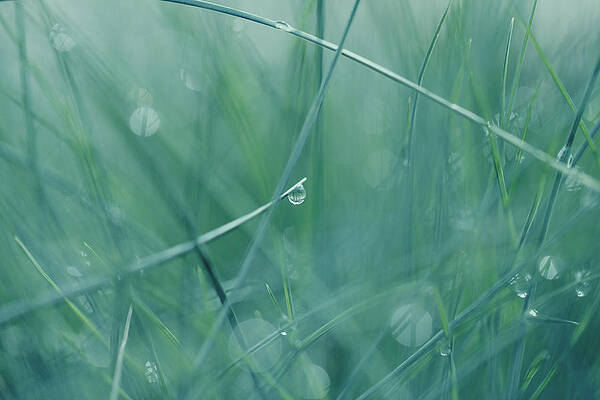 Dew drops by Heike Hultsch Dew drops by Heike Hultsch