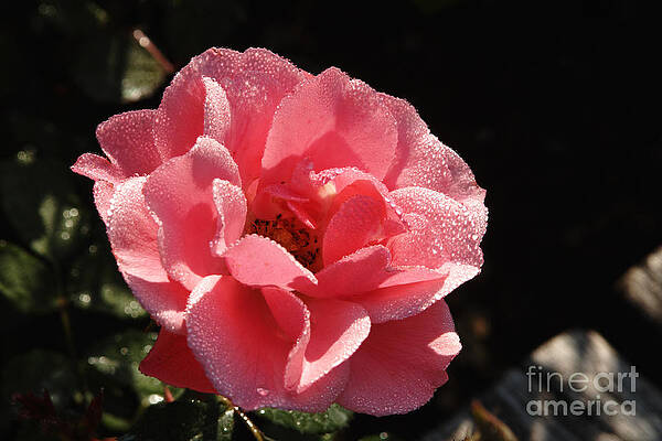 Dew drops on pink by Pit Hermann Dew drops on pink by Pit Hermann