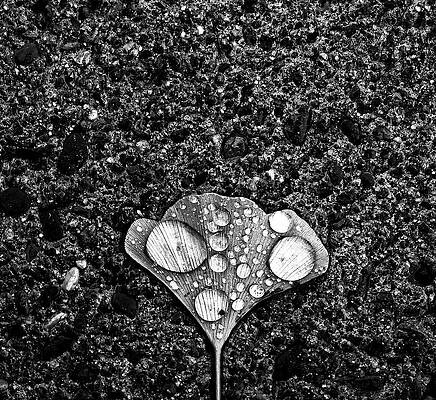 Wall Art - Photograph - Dew by Jian Wang