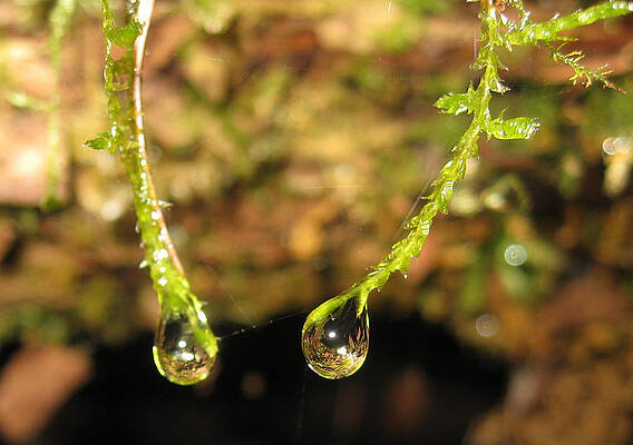 Dewdrop Conversation by Noa Mohlabane Dewdrop Conversation by Noa Mohlabane