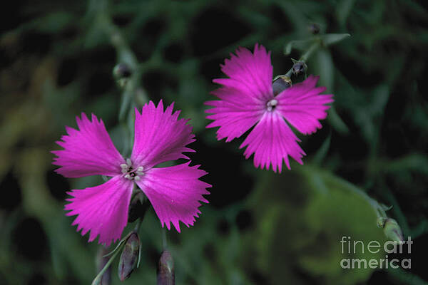 Spring Photograph - Dianthus by William Norton