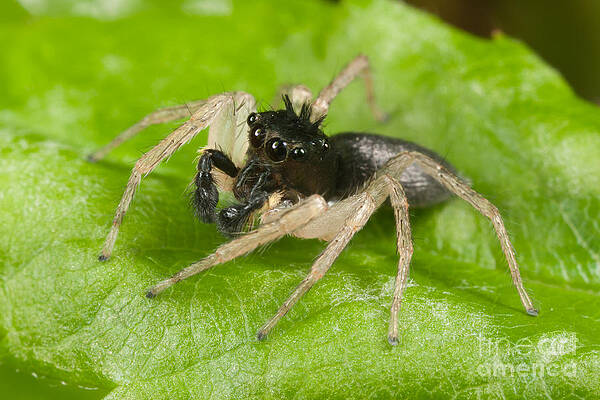Wall Art featuring the photograph Dimorphic Jumper III by Clarence Holmes
