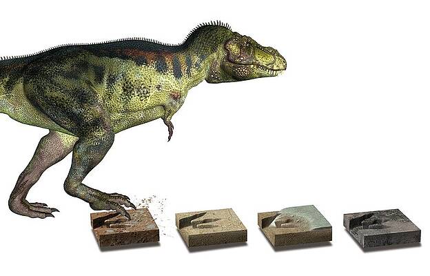Wall Art - Photograph - Dinosaur And Fossil Footprints by Science Photo Library