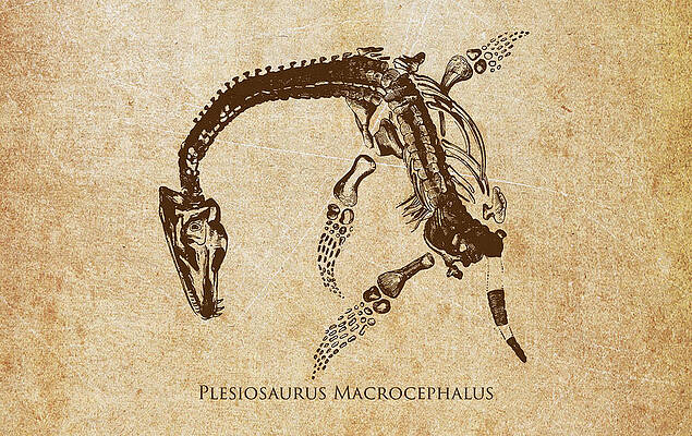 Wall Art - Digital Art - Dinosaur Plesiosaurus Macrocephalus by Aged Pixel