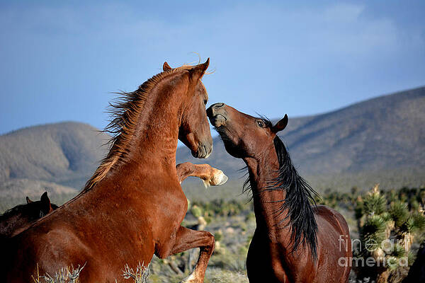 Disagreement by Debbie D Anthony