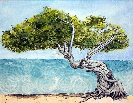 Divi Divi Tree by Lynn Babineau Divi Divi Tree by Lynn Babineau