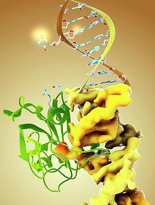 Wall Art - Photograph - Dna Binding Protein Complex by Science Photo Library