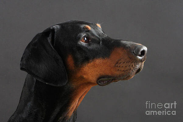 Wall Art - Photograph - Doberman Pinscher Dog by Christine Steimer