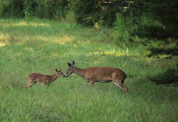 Wall Art - Photograph - Doe and Fawn by Doug McPherson
