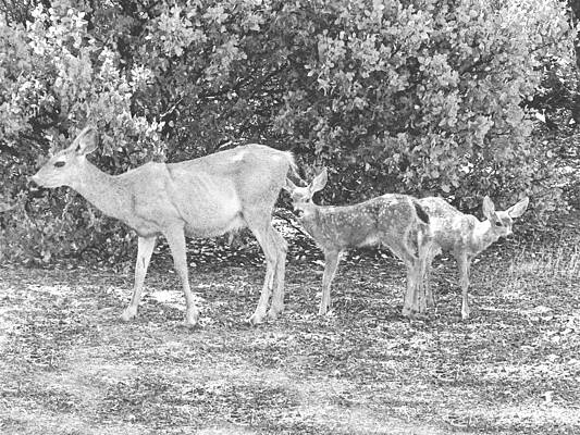 Wall Art - Photograph - Doe With Twin Fawns by Frank Wilson