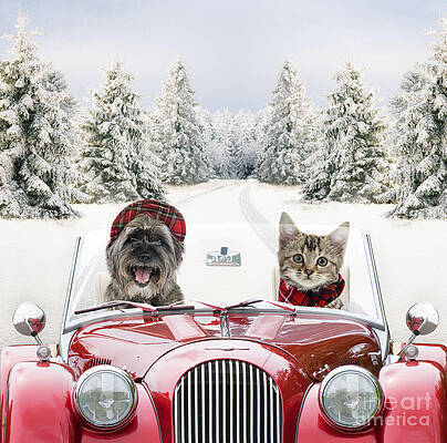 Wall Art - Photograph - Dog And Cat Driving Car Through Snow by John Daniels and Johan De Meester