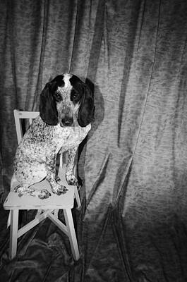 Blue Tick Hound Wall Art Fine Art America