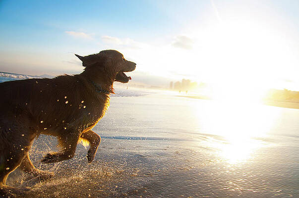 Dog Running On The Beach Print by Giovani Cordioli