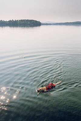 Wall Art - Photograph - Dog Swimming In A Lake While Wearing by Corey Hendrickson