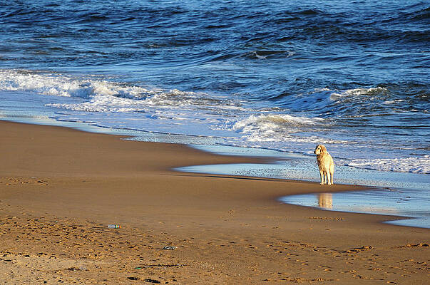 Wall Art - Photograph - Dog Waiting For His Owner To Play by This Image Is Property Of Picardo